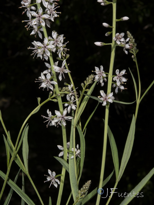 Lysimachia ephemerum.18
