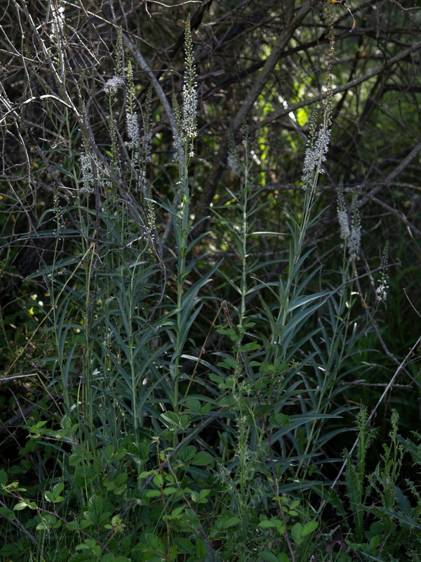 Lysimachia ephemerum.22
