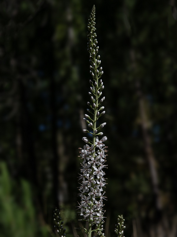 Lysimachia ephemerum.23