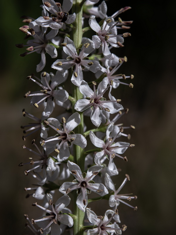 Lysimachia ephemerum.24