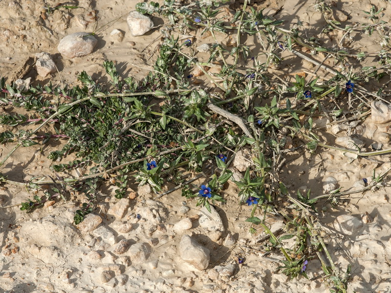 Lysimachia foemina.01