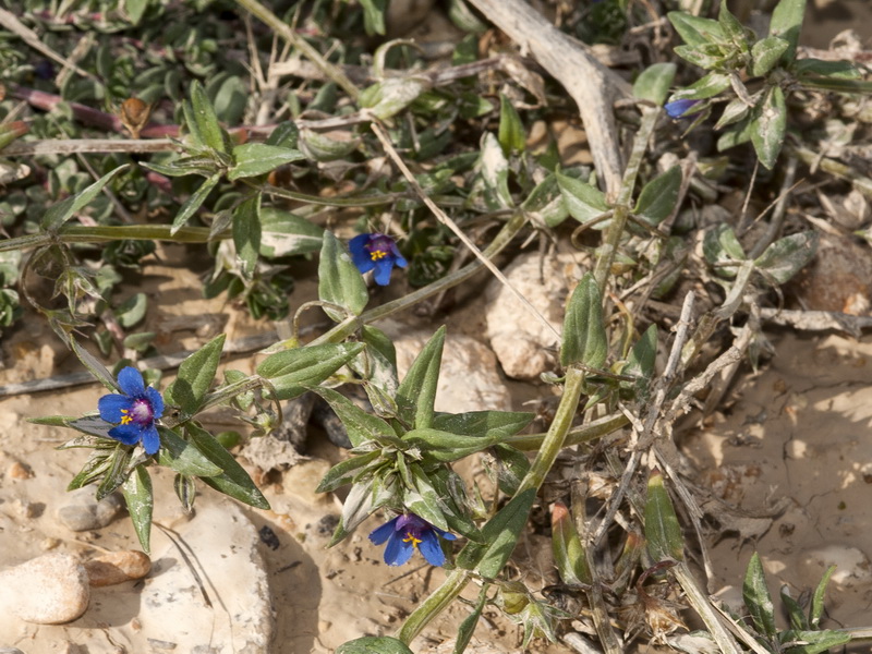 Lysimachia foemina.03