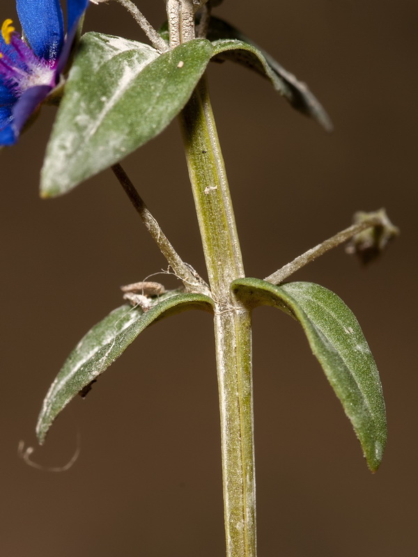 Lysimachia foemina.06