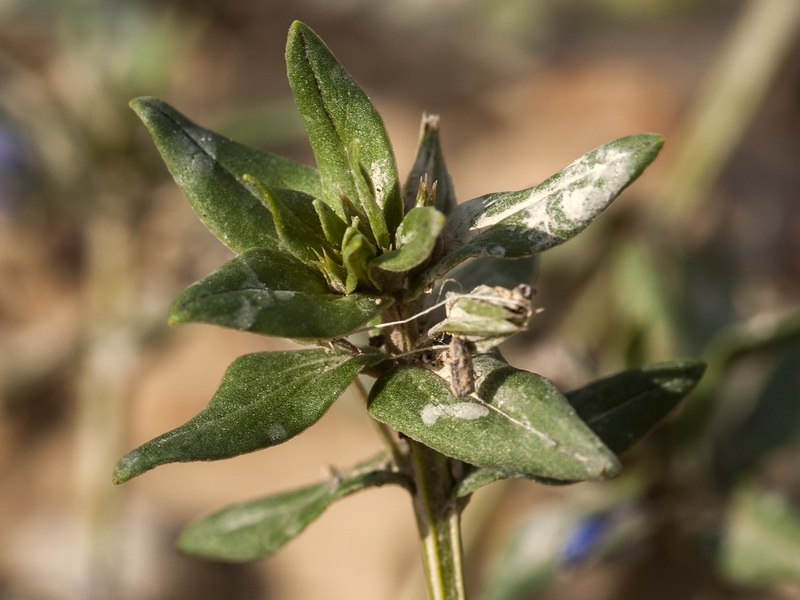 Lysimachia foemina.07