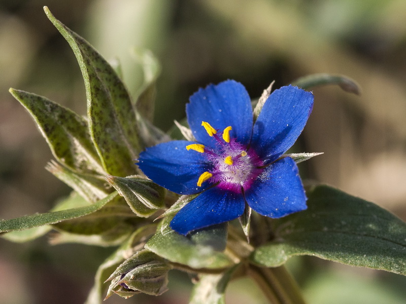 Lysimachia foemina.14