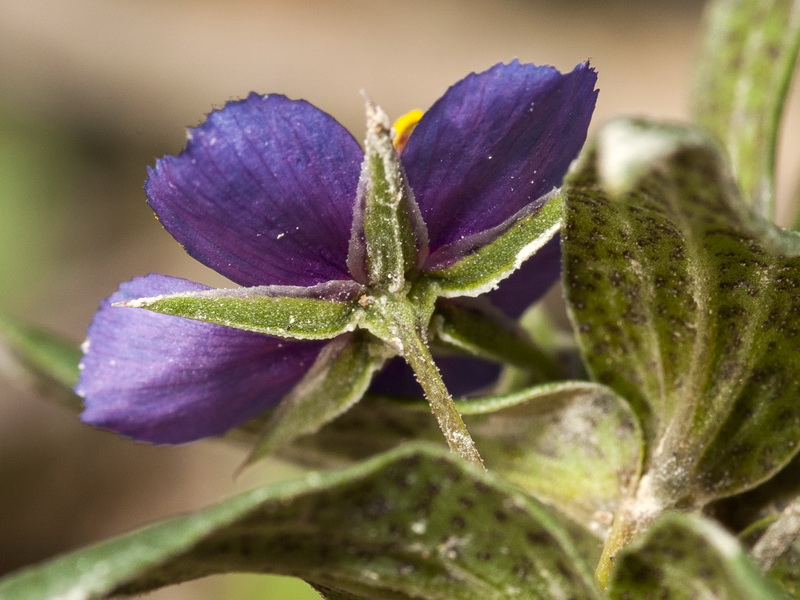 Lysimachia foemina.17