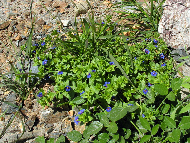 Lysimachia loeflingii.02