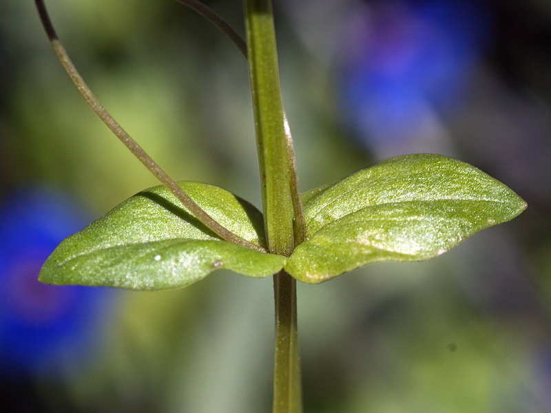 Lysimachia loeflingii.05