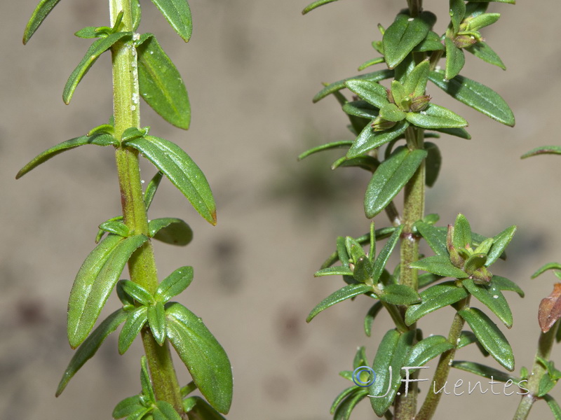 Lysimachia monelli.03