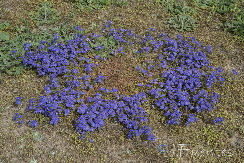 Lysimachia monelli.07
