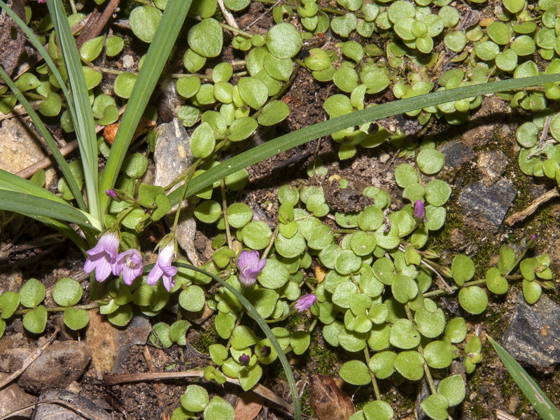 Lysimachia tenella.01