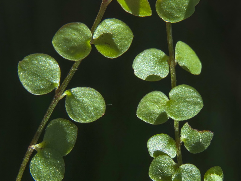 Lysimachia tenella.03