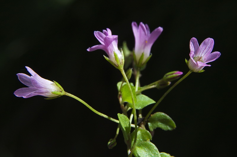 Lysimachia tenella.04