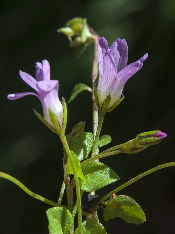 Lysimachia tenella.05