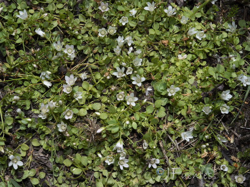 Lysimachia tenella.06
