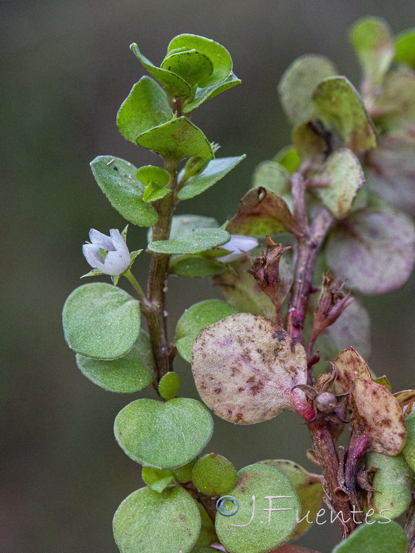 Lysimachia thyrrenia.03