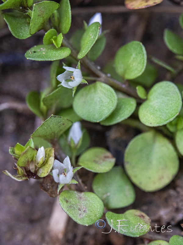 Lysimachia thyrrenia.04