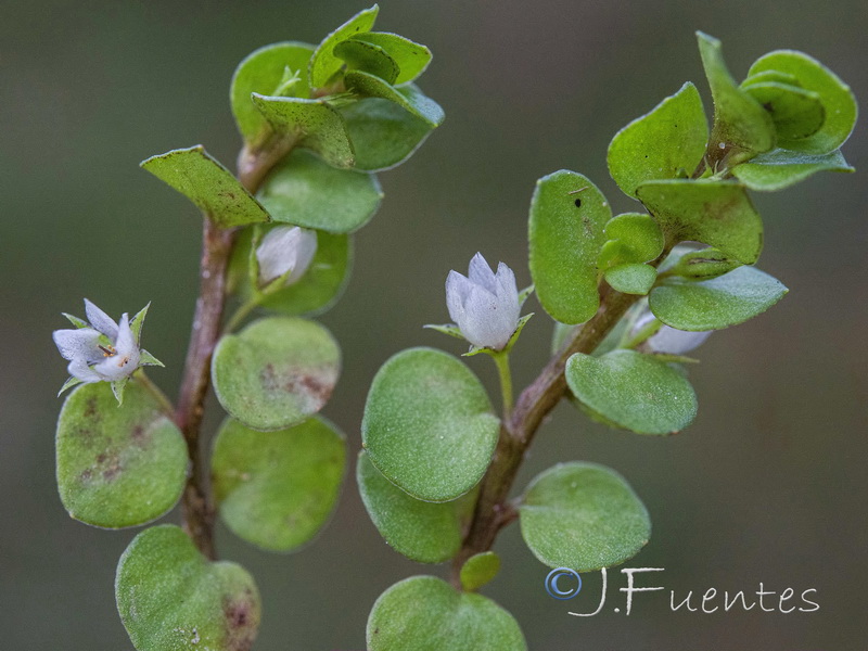 Lysimachia thyrrenia.05