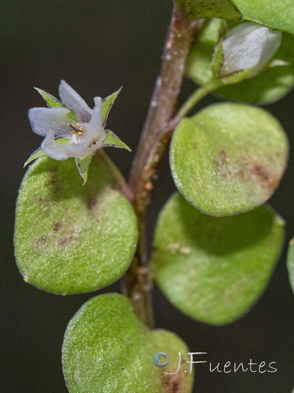 Lysimachia thyrrenia.07