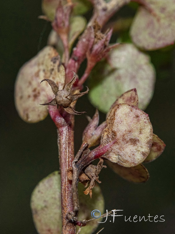 Lysimachia thyrrenia.08