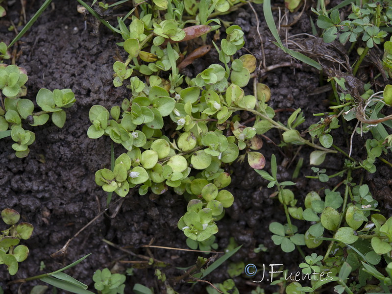 Lysimachia thyrrenia.01