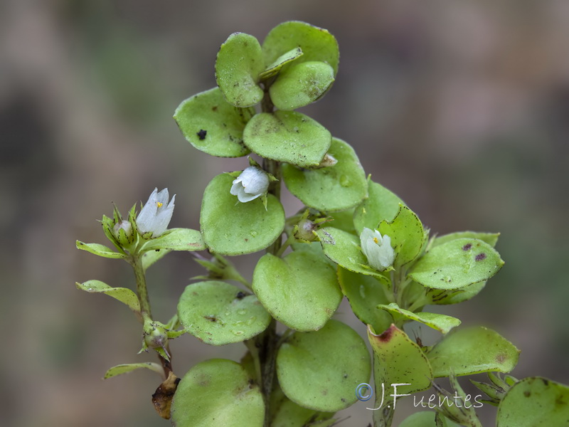 Lysimachia thyrrenia.11