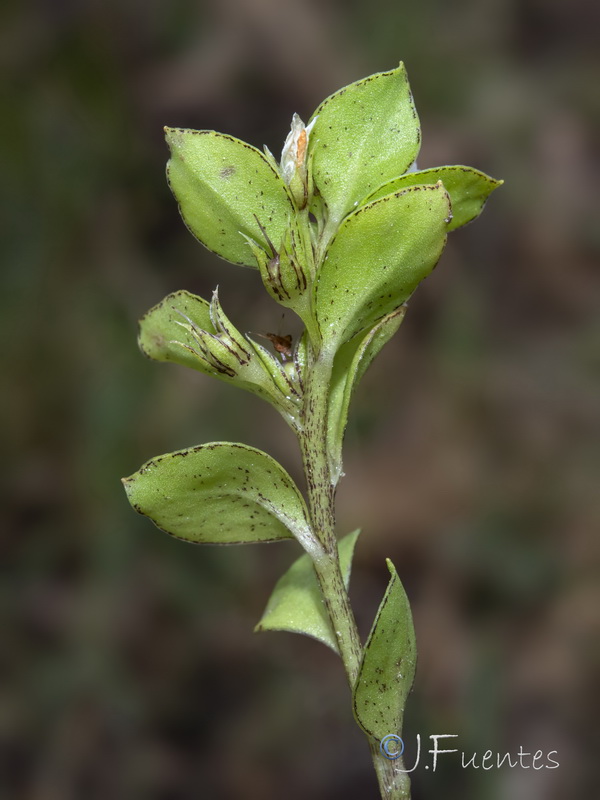 Lysimachia thyrrenia.12