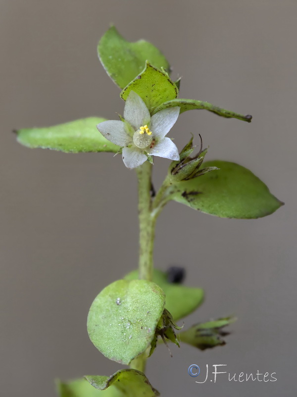 Lysimachia thyrrenia.07