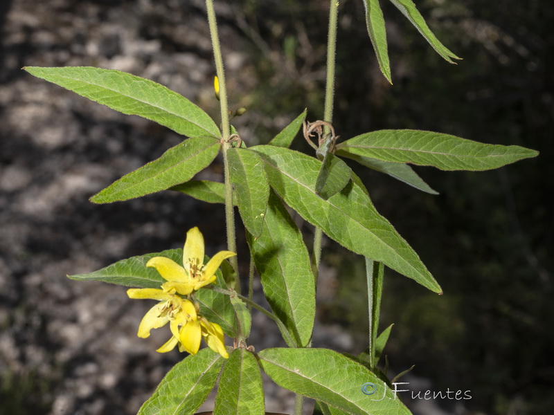 Lysimachia vulgaris.06