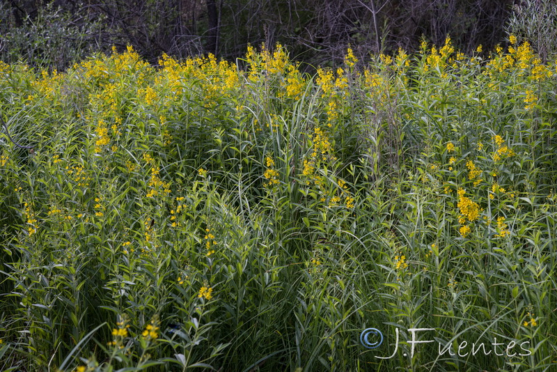 Lysimachia vulgaris.01