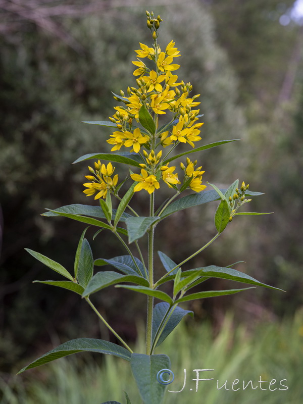 Lysimachia vulgaris.04