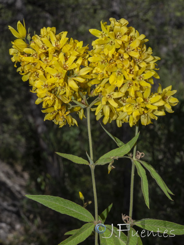 Lysimachia vulgaris.05