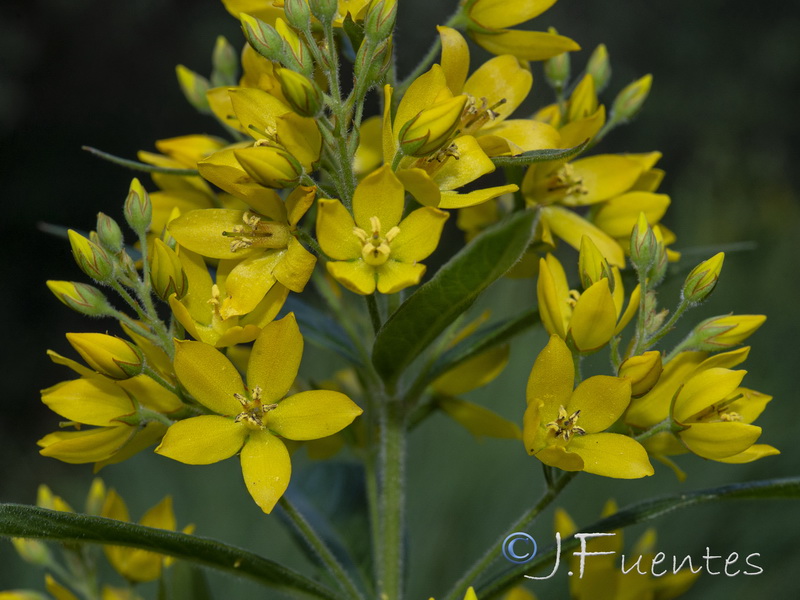 Lysimachia vulgaris.12