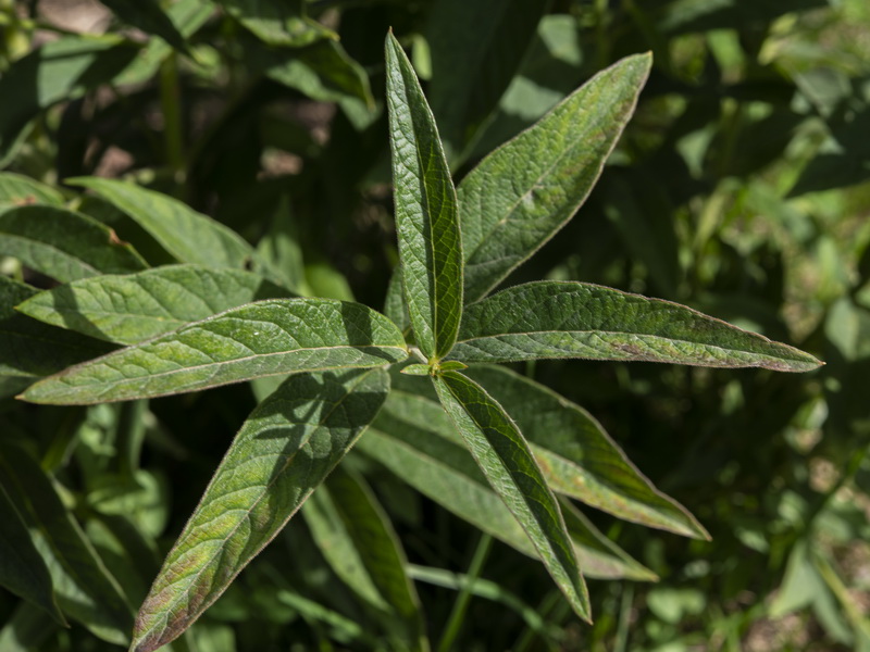 Lysimachia vulgaris.15