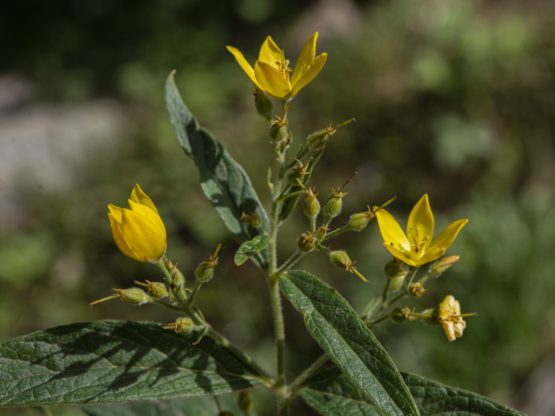 Lysimachia vulgaris.16