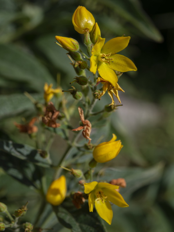 Lysimachia vulgaris.18