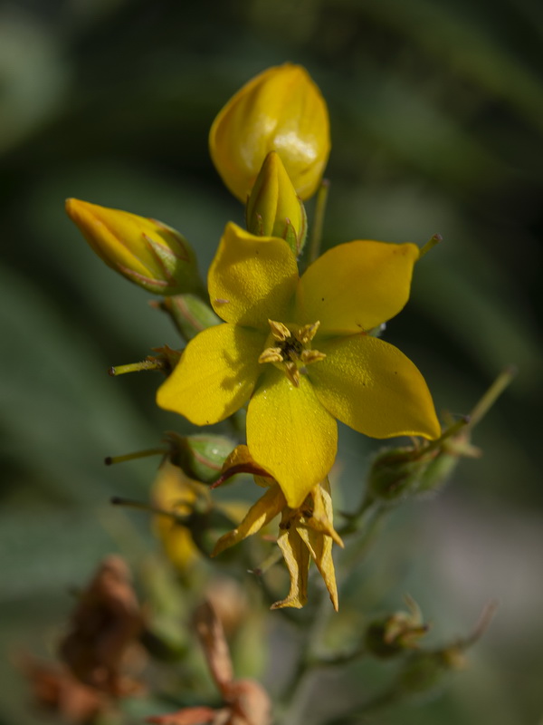 Lysimachia vulgaris.20