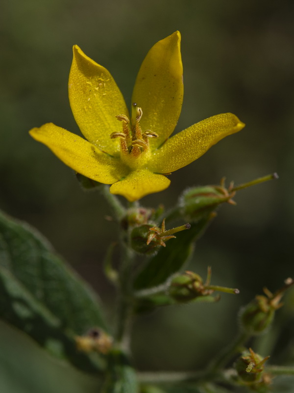 Lysimachia vulgaris.22