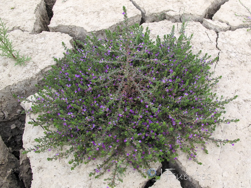 Lythrum acutangulum.01