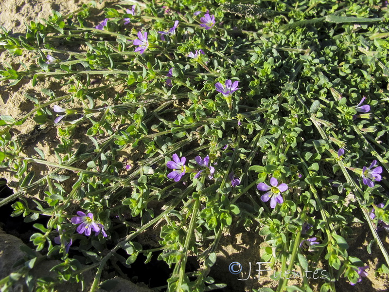 Lythrum acutangulum.03