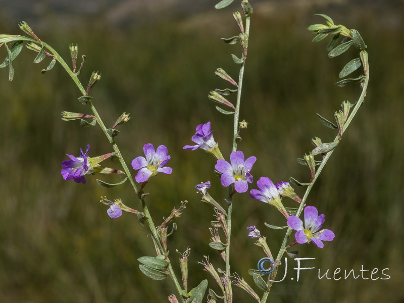 Lythrum acutangulum.05