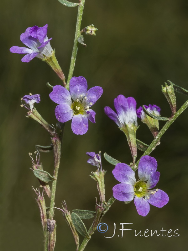 Lythrum acutangulum.06