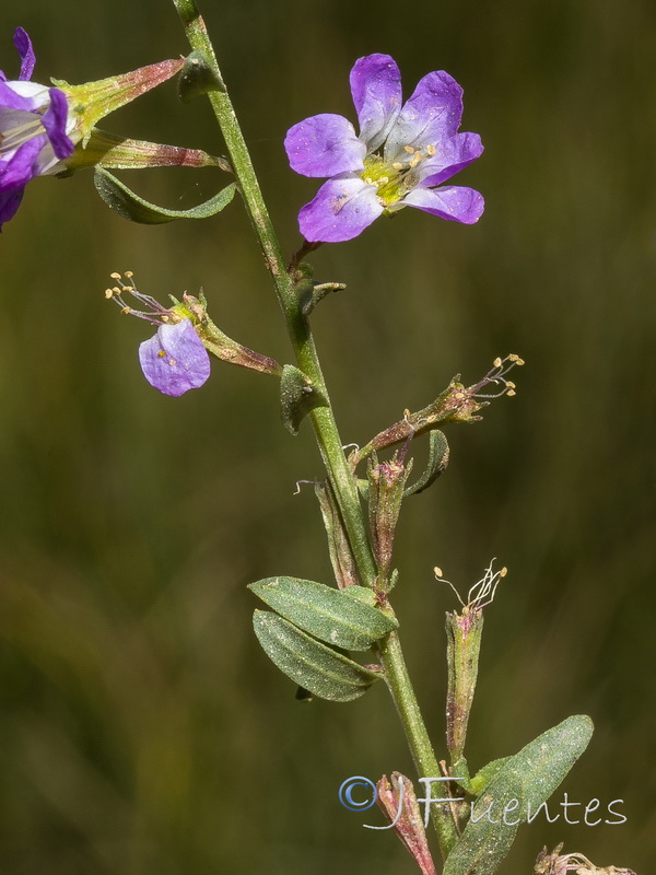 Lythrum acutangulum.07