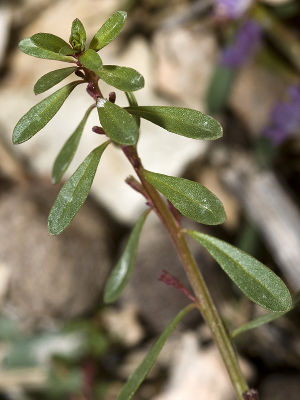 Lythrum baeticum.05