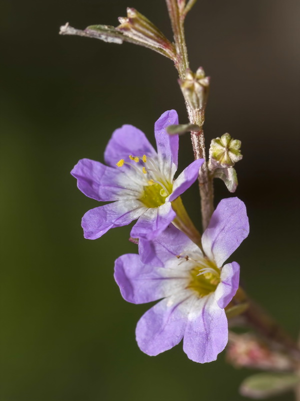 Lythrum baeticum.07