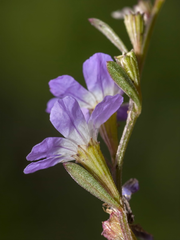 Lythrum baeticum.09