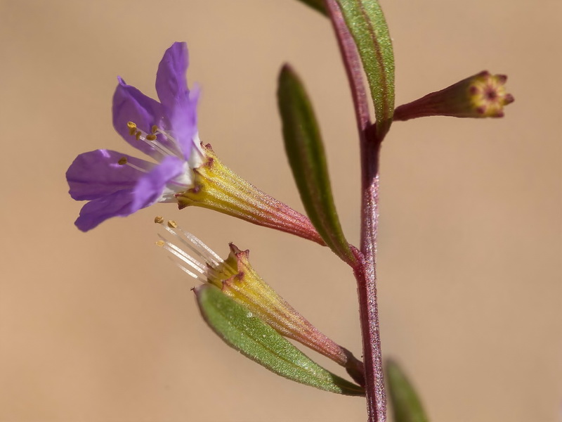 Lythrum baeticum.18