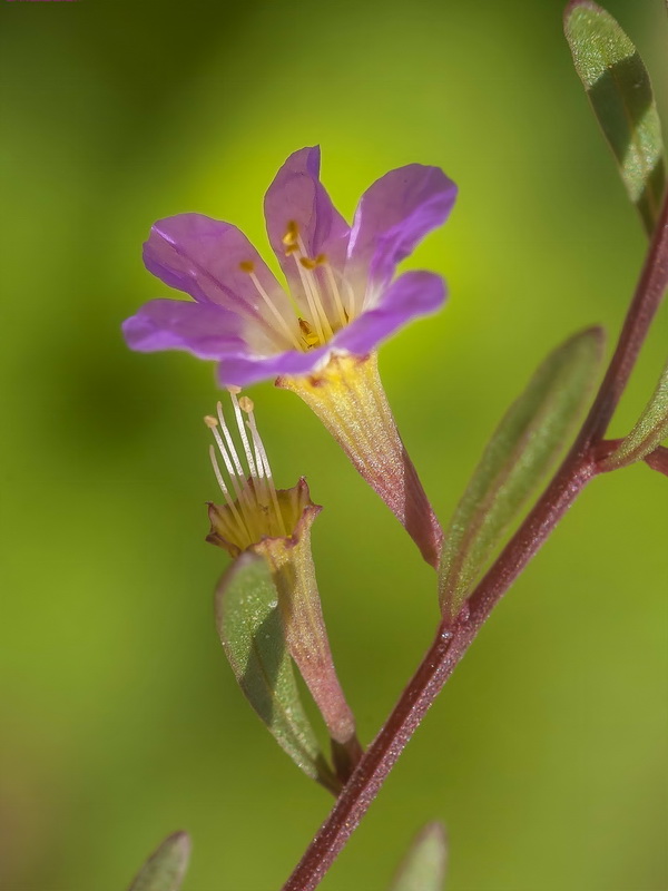 Lythrum baeticum.19