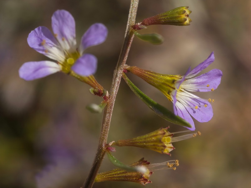 Lythrum baeticum.20