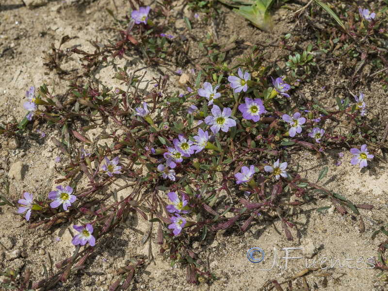 Lythrum baeticum.25